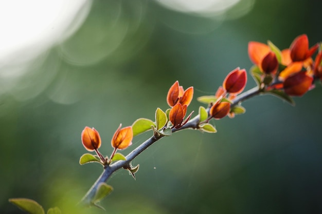 Bela Natureza Flor Ambiente Planta