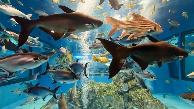 Foto bela natureza, mundo subaquático azul dentro de um grande aquário para muitas espécies de peixes de água doce na tailândia