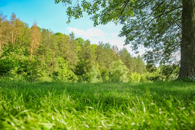 Bela natureza no parque na natureza