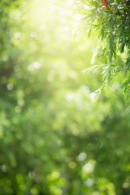 Bela natureza ver folha verde em fundo de vegetação desfocada sob a luz do sol com bokeh e copiar espaço usando como plano de fundo