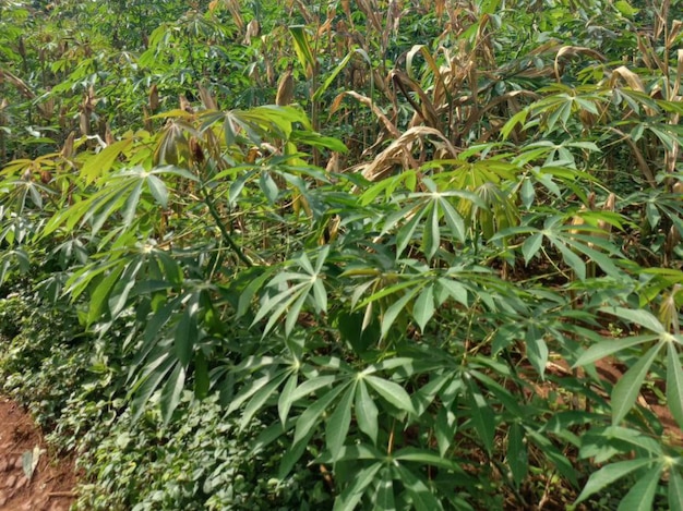 Bela natureza verde floresta jardim paisagem árvore selvagem rio montanha