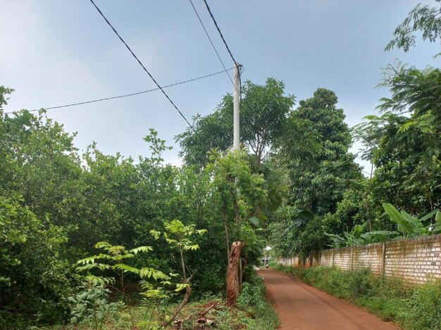 Bela natureza verde floresta jardim paisagem árvore selvagem rio montanha