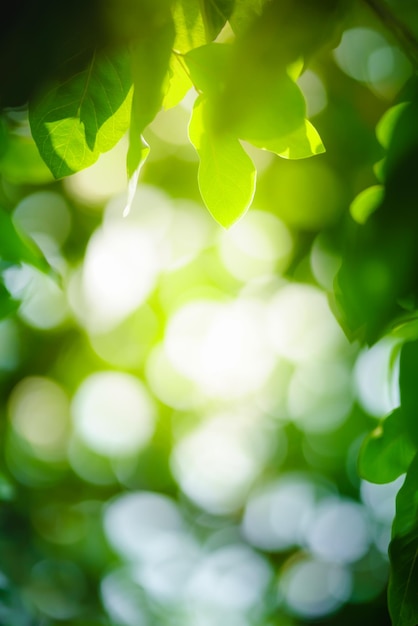 Bela natureza vista folha verde no fundo de vegetação turva sob a luz do sol com bokeh e copie o espaço usando como plano de fundo plantas naturais paisagem ecologia papel de parede conceito