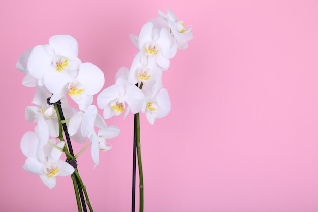 Bela orquídea branca em um fundo rosa