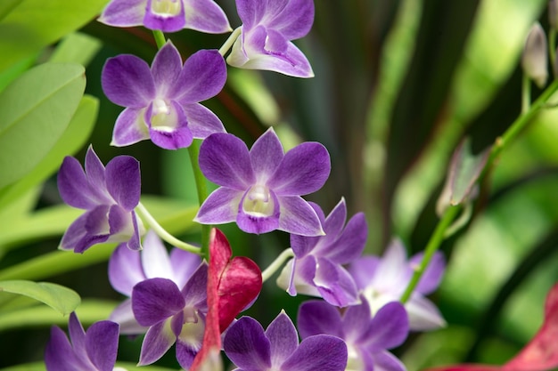 Bela orquídea em fundo verde