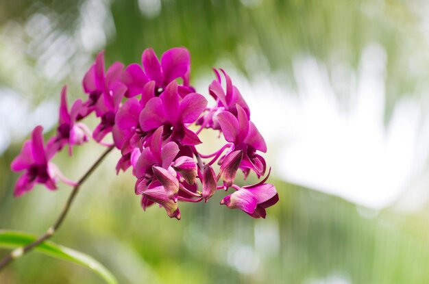 Bela orquídea em fundo verde