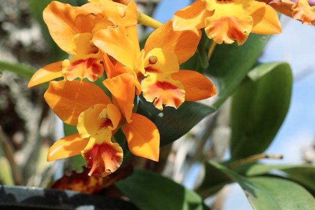 Bela orquídea em tropical