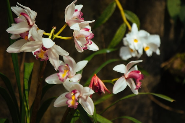 Bela orquídea no jardim