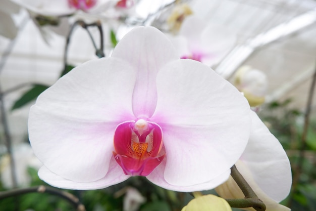 Bela orquídea no jardim.