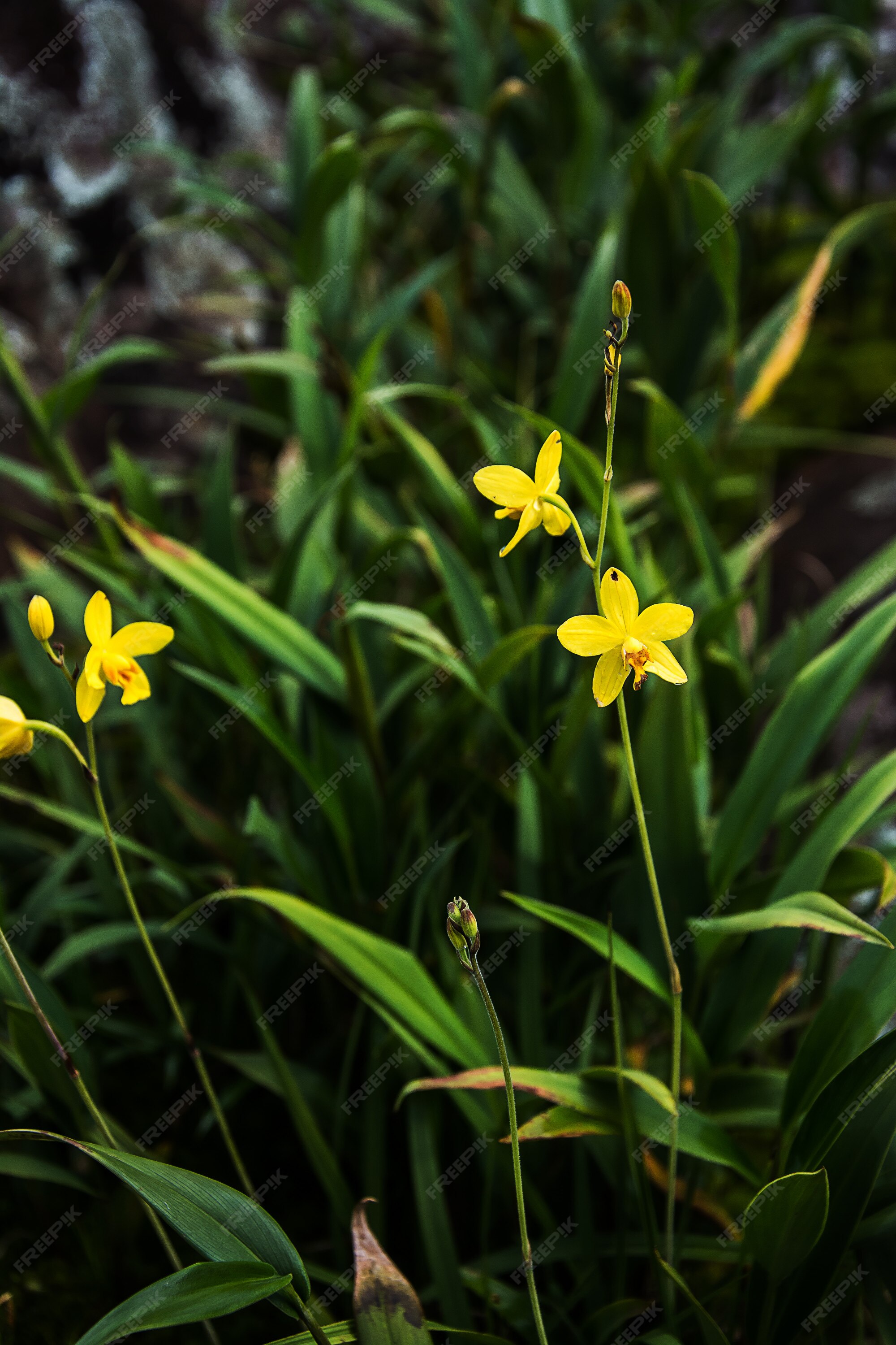 Bela orquídea. orquídea spathoglottis amarela na floresta | Foto Premium