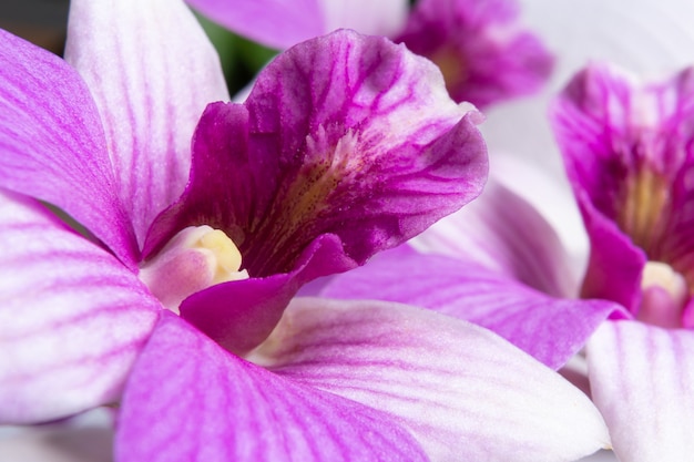 Bela orquídea roxa ascendente próxima