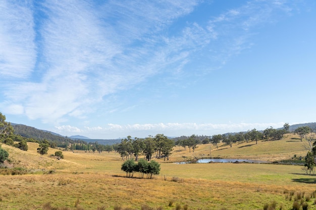 bela paisagem agrícola com árvores e campos vacas