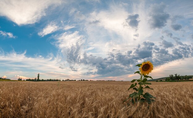 Bela paisagem agrícola com girassol