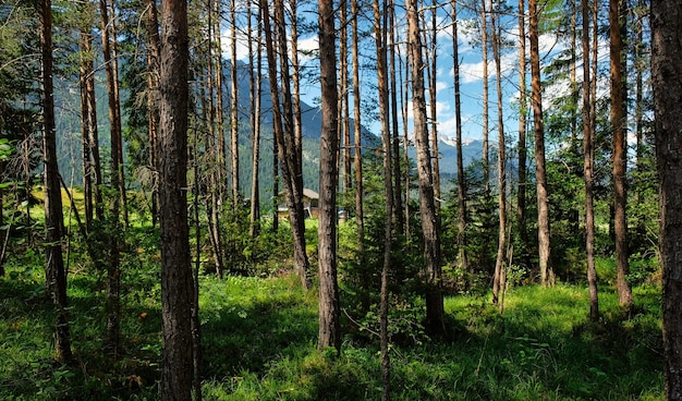 Bela paisagem alpina com prados verdes, chalés alpinos e picos de montanha, Lechtal, Lech, Áustria