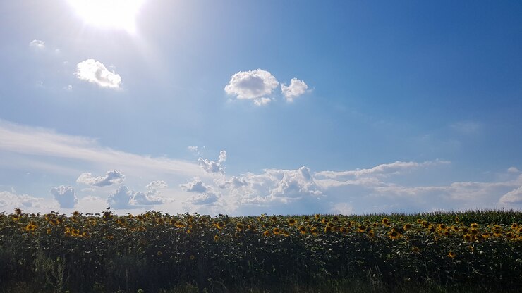 Bela paisagem, campo de lindos e brilhantes girassóis amarelo-ouro, céu azul e nuvens brancas no fundo em um dia ensolarado. Foto do conceito de ecologia. Indústria agrícola.