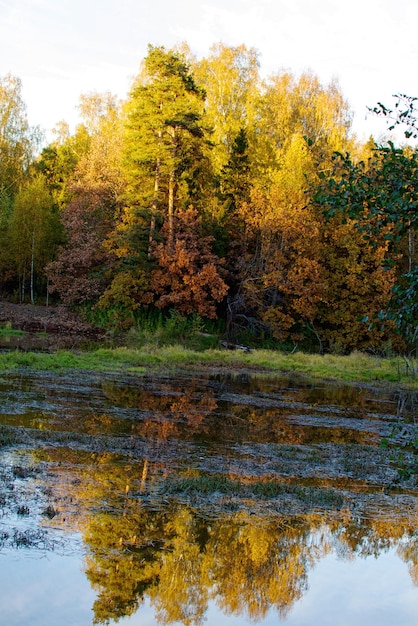 Bela paisagem campo e borda da floresta