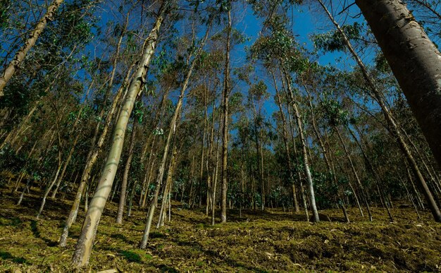 Foto bela paisagem cheia de árvores verdes e céu azul