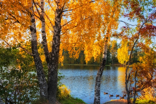 Bela paisagem colorida de outono. Lago na floresta cercado por árvores brilhantes em um dia ensolarado e colorido