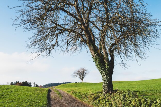 Bela paisagem com árvore solitária em um campo verde