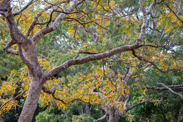 Bela paisagem com árvores com folhas amareladas em foco seletivo perfeito para fundos