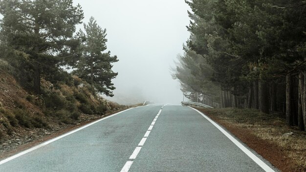 Bela paisagem com árvores e estrada