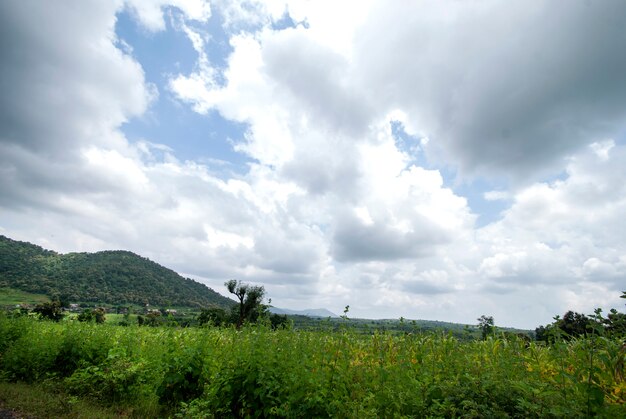 Bela paisagem com árvores e montanhas.