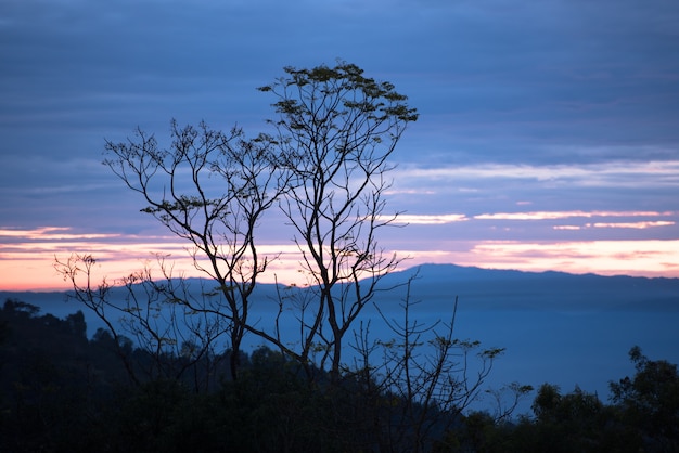 Bela paisagem com árvores nas montanhas ao nascer do sol da manhã.