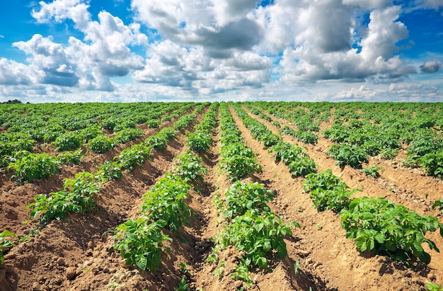 Bela paisagem com campo de batatas e céu azul nublado.