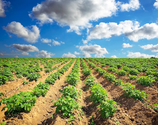 Bela paisagem com campo de batatas e céu azul nublado.