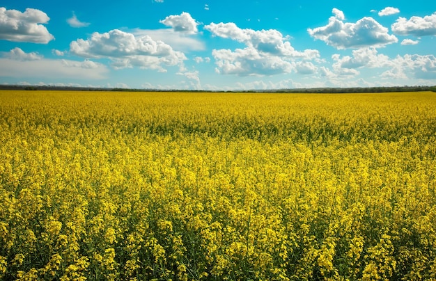 Bela paisagem com campo de canola amarela Brassica napus L e céu azul nublado