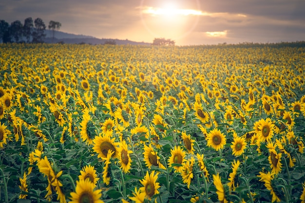 Bela paisagem com campo de girassol