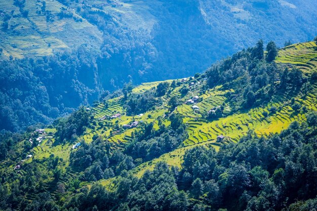 Bela paisagem com campo verde de arroz no nepal