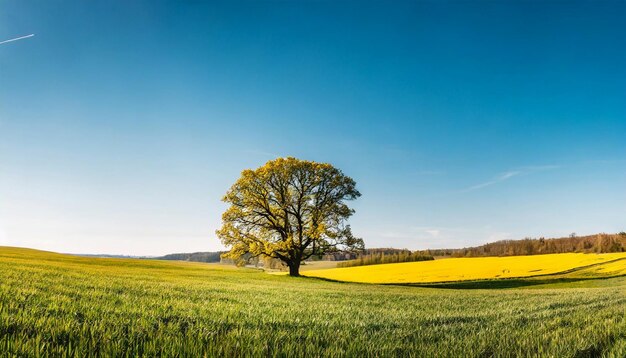 Bela paisagem com carvalho em campos de primavera verde-amarelo Céu azul brilhante