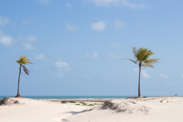 Bela paisagem com coqueiros perto da praia