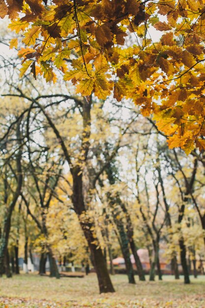 Bela paisagem com folhas de carvalho amarelo close-up