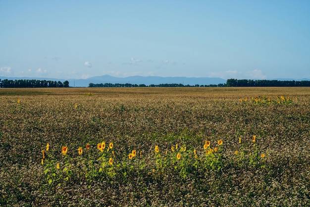 Bela paisagem com girassóis colhidos em um campo vazio sob o céu azul