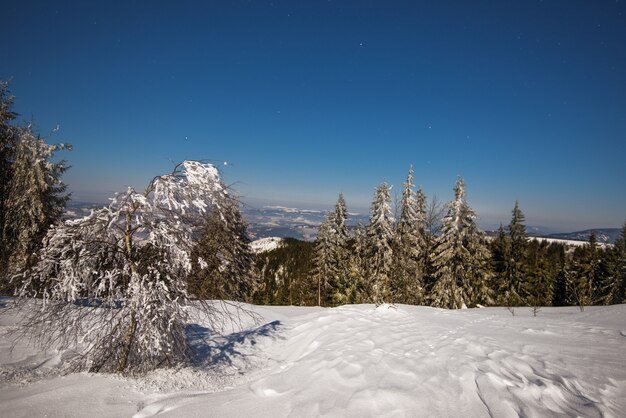 Bela paisagem com majestosos pinheiros altos crescendo entre nevascas brancas contra o céu azul em um dia ensolarado de inverno gelado. conceito de trekking e férias ecológicas. espaço de publicidade