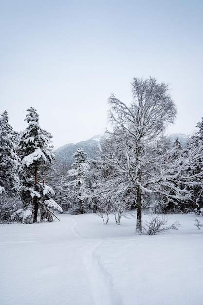 Bela paisagem com um caminho coberto de neve em Arkhyz com montanhas de neve e floresta em um dia nublado de inverno Montanhas do Cáucaso Rússia