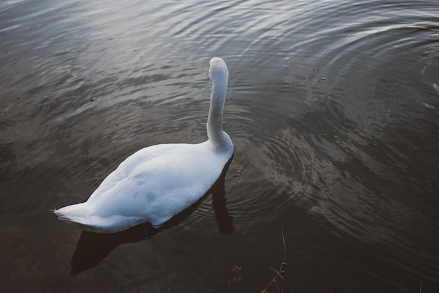 Bela paisagem com um cisne por trás em um lago durante o pôr do sol