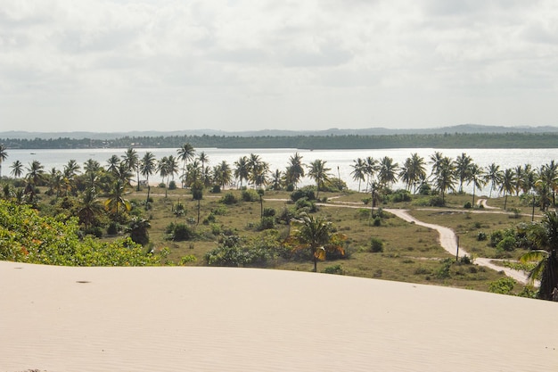 Bela paisagem com vários coqueiros e um rio