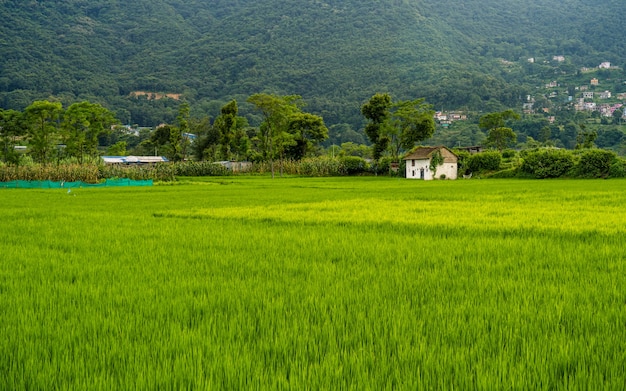 Bela paisagem da fazenda summer paddy khojana lalitpur nepal