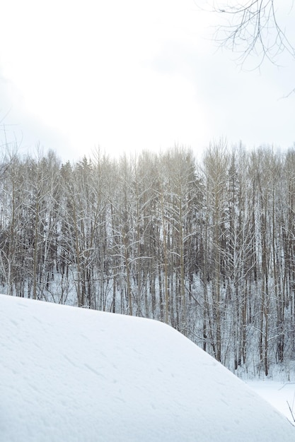 Bela paisagem da floresta de inverno na neve