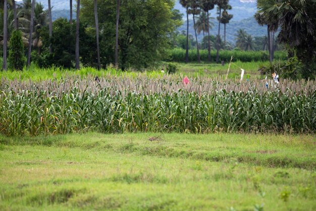 Foto bela paisagem da índia campo agrícola debaixo da montanha