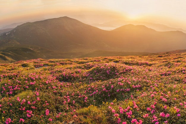 Bela paisagem da montanha dos Cárpatos, com flores desabrochando rododendro ao nascer do sol