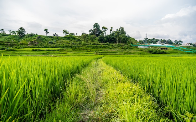 Bela paisagem das fazendas summer paddy e cabras khojana lalitpur nepal