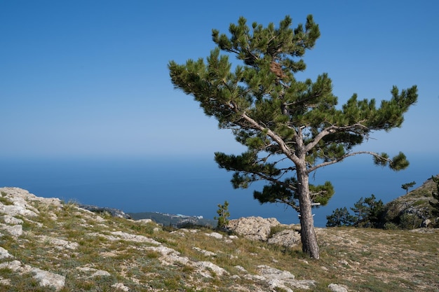 Bela paisagem de árvore verde alta e céu azul no horizonte