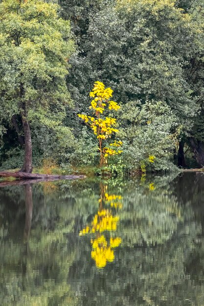 Bela paisagem de árvores nas margens do rio Jerte que passa por Plasencia Uma pequena árvore com folhas amarelas se destaca das demais Bela paisagem natural da Extremadura Espanha