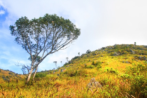 Bela paisagem de calcário rochoso Montanha e floresta verde