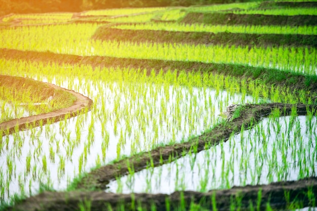 Bela paisagem de campos de arroz