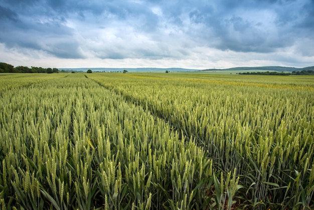 Bela paisagem de campos de trigo verdes colinas no horizonte